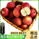 【顺丰/JD】南非牛顿小苹果新鲜水果脆甜进口富士迷你冰糖苹果 南非进口牛顿小苹果5斤 60mm以下 单颗80-120g