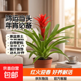 年销花鸿运当头春节大型盆栽绿植过年大凤梨客厅装饰送礼好养年货 【1盆】鸿运当头小红星+原盆原土+肥料 【年宵花】鸿运当头