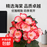 丽格海棠重瓣大花盆栽红玫瑰室内客厅阳台四季开净化空气好养花卉 红边白心 丽格海棠带花苞 不含盆