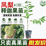 芥圃 释迦果树苗红释迦苗番荔枝树苗台湾凤梨释迦果苗盆栽地栽 台湾凤梨释迦苗【带土带叶  只卖真苗】 1年苗  高度：20-40公分