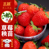 北蔬红颜草莓苗带土发货秧苗地栽水果苗 红颜草莓苗3盆源头直发包邮