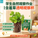 IAM City Farmer含羞草种植盆栽 小学生科学趣味diy盆栽 植物观察窗发芽生长10032