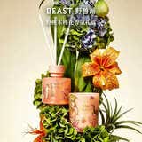 野兽派（THE BEAST）Jungle野桃木槿花香薰蜡烛礼盒室内香薰新婚礼物生日礼物