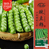 寿禾豌豆种子苗甜脆大荚青豆夏秋蔬菜种籽 潍育皇珠豌豆种子50g*3袋