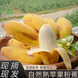 居里广西自然熟苹果蕉香蕉小米奶焦粉糯米丑芭蕉现摘海南新鲜水果 苹果粉蕉5斤【净重】