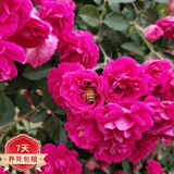 红木香爬腾花 红木香花苗庭院阳台爬藤植物盆栽 z5 甜蜜红木香大苗1-1.3米高