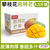 京鲜生攀枝花凯特芒果 净重4.5斤 单果300g+ 生鲜水果源头直发