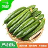京鲜生 山东荷兰水果黄瓜3斤 水果黄瓜青瓜新鲜水果蔬菜 源头直发