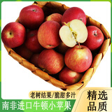 【顺丰/JD】南非牛顿小苹果新鲜水果当季进口富士冰糖苹果脆甜 20颗 60mm以下   单颗80-120g/个
