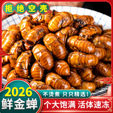 PTKTD 知了猴新鲜2026 活体金蝉爬叉猴速冻知了龟特产唐僧肉端午节送礼 野生精品金蝉100只【当日现捕】