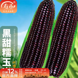 寿禾 超甜水果玉米种子大全紫糯黑甜糯可生食粘甜种孑夏秋季寿光蔬菜 【黑甜糯】昕糯9102玉米种子50g
