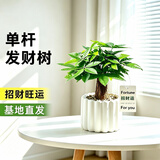 京云梦发财树小盆栽花卉办公室开绿植北欧ins风提拉米苏源头直发