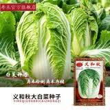 寿禾大白菜种子大全老品种秋播四季农科院娃娃菜山东蔬菜播天津青籽 [老包装]义和秋白菜种子10g 2袋