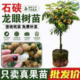 芥圃龙眼树苗官方旗舰嫁接无核四季龙眼大树苗桂圆树苗当年种果树苗 石硖龙眼 【带土带叶  只卖真苗】 2年苗 高度：60-80公分