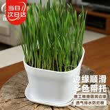 寿禾 花盆超小塑料园艺种植多肉盆栽带托盘 韦尼恩盆含托1个装