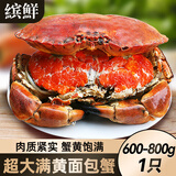 超大面包蟹母帝王蟹鲜活熟冻大螃蟹海蟹新鲜海鲜水产黄金蟹珍宝蟹 600-800g*1只 净【特大满膏】