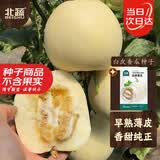 北蔬白皮香瓜种子苗皮薄肉厚白瓤甜瓜水果籽 白皮香瓜种子20粒x2包