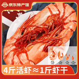 海鲜颂九节虾干即食大虾干烤虾干对虾干特大斑节虾干海产干货大烤虾 即食九节虾净重1斤【约56-72只】东山岛-源头直发