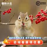 暮秋小主2026头窝家养松鼠活物幼崽宠物雪地黄山金花松鼠活物魔王松鼠活体 金花松鼠亚成（公母备注）