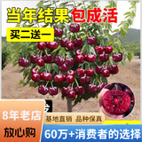 欧悟【买2颗送1颗】嫁接车厘子树苗大樱桃树苗盆栽果树苗木南北方种植 车厘子树苗 八年大苗（爆果）