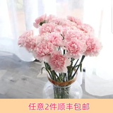芊芊细语斗南基地直批发玫瑰鲜花全国速递配送女友礼物家用水养插花家庭 粉色康乃馨20支+送保鲜剂