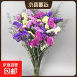 3.18节勿忘我鲜切花真花客厅餐桌插花摆件送人礼物 勿忘我2束（2-5个颜色）约400g效果更好