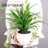 叹为观止18种吊兰任你选金边吊兰各种盆栽花卉客厅垂吊桌面植物净化空气 【金心吊兰】陶瓷盆 含盆