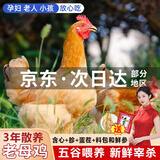 颐乡情【次日达】老母鸡新鲜农家500天散养土鸡黄油母鸡笨鸡柴鸡走地鸡 3年黄油老母鸡【净5斤/2只】料包+人参