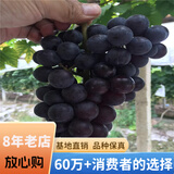 欧悟 特大巨峰葡萄树苗 无籽葡萄苗庭院阳台盆栽地栽果树苗南北方种植 夏黑【8年苗-结果多】