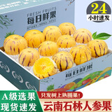 译蒙之味正宗云南人参果圆果树上熟人生果水果当季孕妇新鲜大果清甜整箱 小果9斤【单果30-60g】超值