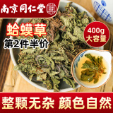 西知堂蛤蟆草400g新鲜癞蛤蟆草头种子中草药材荔枝草皱皮草雪见草