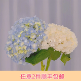 芊芊细语斗南基地直批发玫瑰鲜花全国速递配送女友礼物家用水养插花家庭 随机色绣球1支