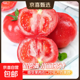 新鲜沙瓤西红柿自然成熟现摘现发番茄下蔬菜生鲜减肥单果75g+ 新鲜山东沙瓤西红柿 3斤 净重
