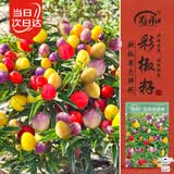 寿禾五彩椒种子苗观赏椒七彩辣椒盆栽蔬菜种籽 五彩观赏椒种子约50粒