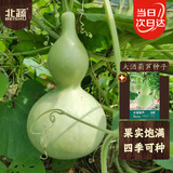 北蔬 葫芦种子苗酒仙葫芦文玩中等大庭院爬藤盆栽种 大酒葫芦种子10粒