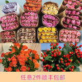 芊芊细语斗南基地直批发玫瑰鲜花全国速递配送女友礼物家用水养插花家庭 随机玫瑰20支+多头橙色泡泡5+红豆+送保鲜剂