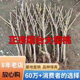 欧悟正宗烟台嫁接车厘子树苗大樱桃树苗南北方种植庭院阳台盆栽果树苗 6年苗两颗装【相互授粉结果多】