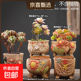 【东东农场专供】绿植盆栽大口径多肉陶瓷素烧透气粗陶手绘小花盆 五彩花朵组合5个 【看图标注】