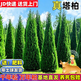 纵观天下塔柏树苗墓地松扫墓坟墓地坟前清明节柏树树苗松柏树苗带泥土常青 1.3-1.4米高（送肥料）热销 壮苗（养死包赔）
