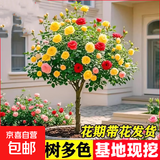 棒棒糖树桩月季花苗树状特大花朵四季开花花卉植物庭院玫瑰花树苗 【今日特惠混色】 粗度：直径2-2.2cm