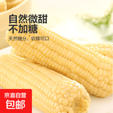 东北甜糯玉米黄糯白糯黑糯 单棒均重＞250g 新采年货真空包装 白糯玉米8棒  均重＞280g