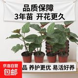 竹节海棠花卉盆栽大叶斑点易活四季阳台观叶秋海棠木本绿植物好养 3年苗25-30高【原盆发货】