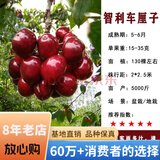 欧悟 正宗车厘子树苗 嫁接大樱桃苗盆栽地栽果树苗庭院阳台南北方种植 智利车厘子【粗2cm带分枝】