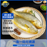 三都港 冷冻黄花鱼700g/2条装 宁德大黄鱼 深海鱼 生鲜 鱼类 海鲜水产