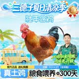 三德子好甄选散养壮年大公鸡 净重5.5-6.5斤 300天左右净膛鸡肉生鲜