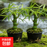 佛肚竹盆栽罗汉竹老桩室内阳台办公桌庭院四季常青观赏盆景绿植 S级佛肚竹(粗枝)20-25cm