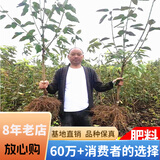 欧悟 正宗车厘子树苗 嫁接大樱桃苗盆栽地栽果树苗庭院阳台南北方种植 粗6公分特产苗【品种备注】
