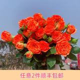 芊芊细语斗南基地直批发玫瑰鲜花全国速递配送女友礼物家用水养插花家庭 橙色多头泡泡玫瑰5支