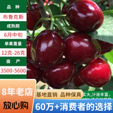 欧悟【买2颗送1颗】嫁接车厘子树苗大樱桃树苗盆栽果树苗木南北方种植 布鲁克斯樱桃树苗 6年苗当年结果