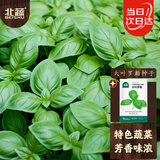 北蔬 绿罗勒种子苗盆栽可食用大叶九层塔驱蚊香草籽 大叶罗勒种子6g